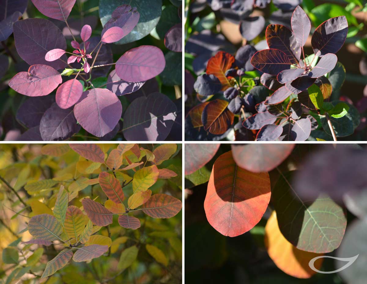 Cotinus coggygria Royal Purple Herbstfärber Herbstfärbung