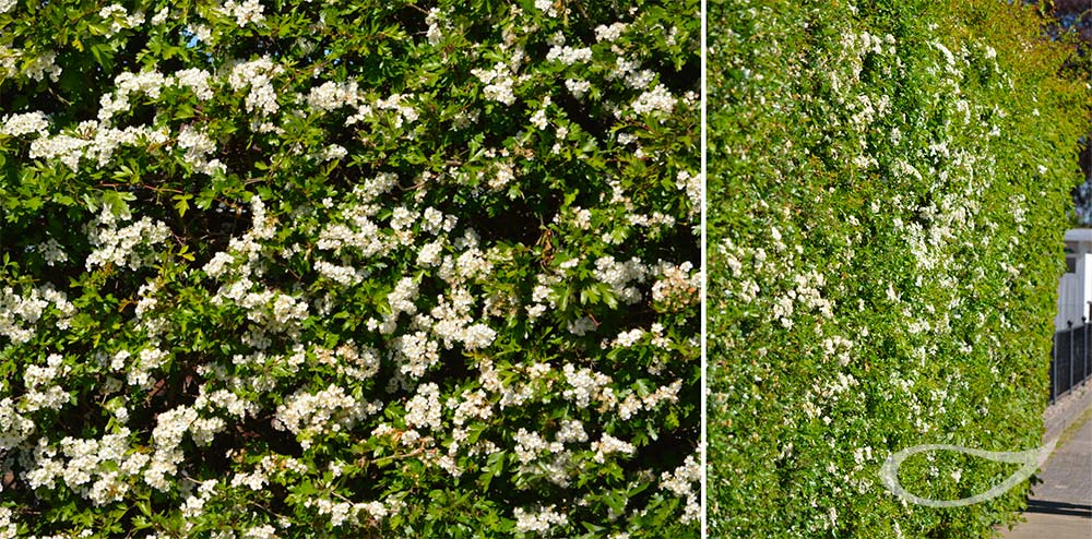 Crataegus laevigata Blüte