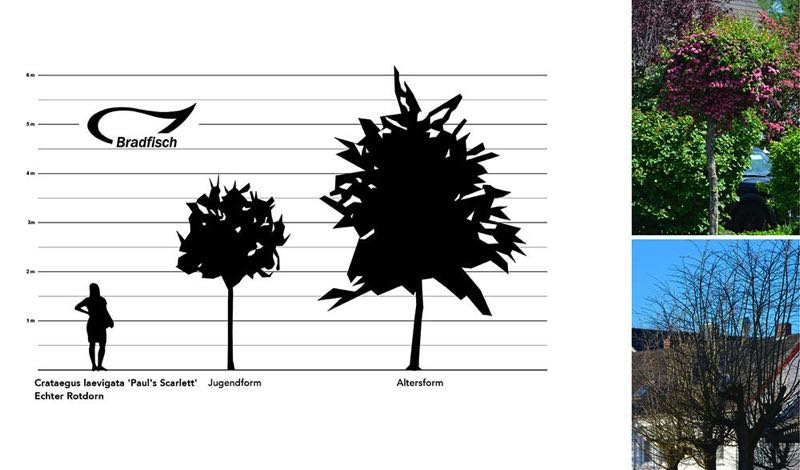 Crataegus x laevigata Paul’s Scarlett Rotdorn Größengrafik 