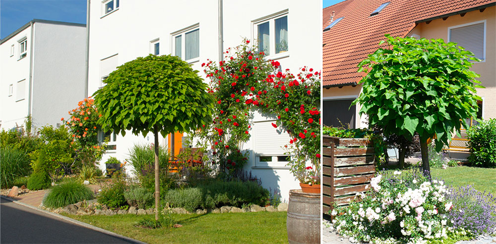 Catapla bignonoides Nana kleinkroniger Kugel-Trompetenbaum