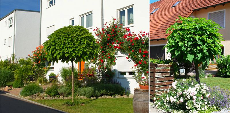 Catapla bignonoides Nana kleinkroniger Kugel-Trompetenbaum