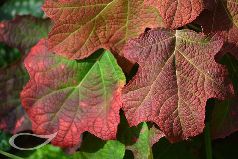 Hortensien Hydrangea quercifolia Eichblatthortensie Herbstfärbung