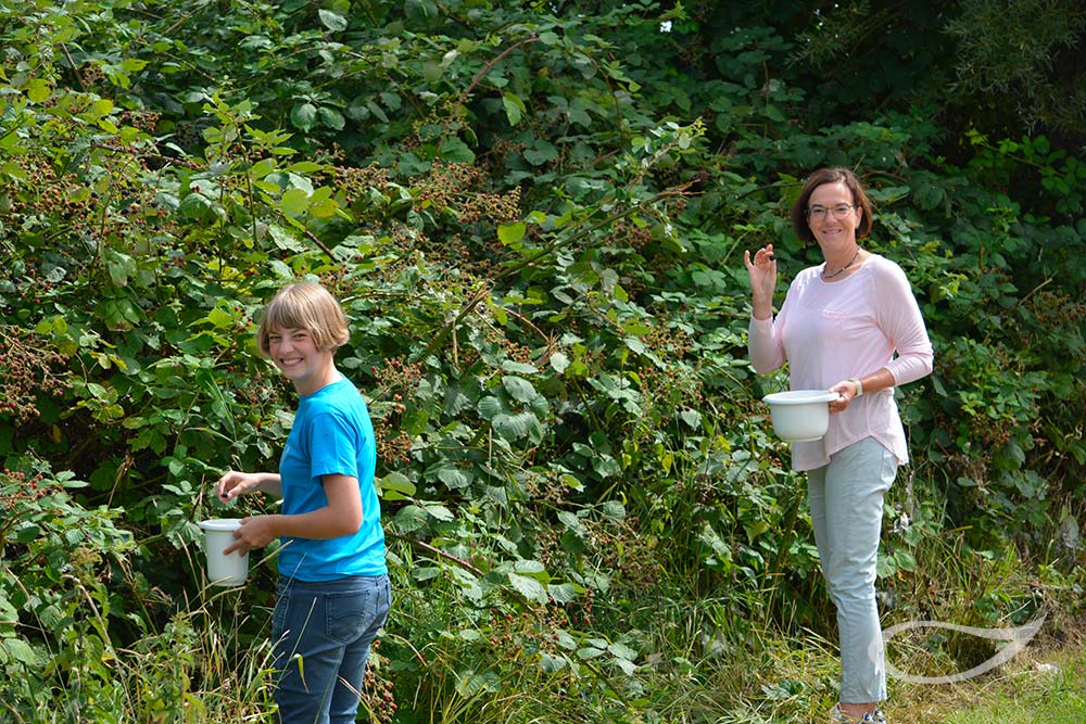 Wildobst ernten: Brombeeren Rubus fruticosus