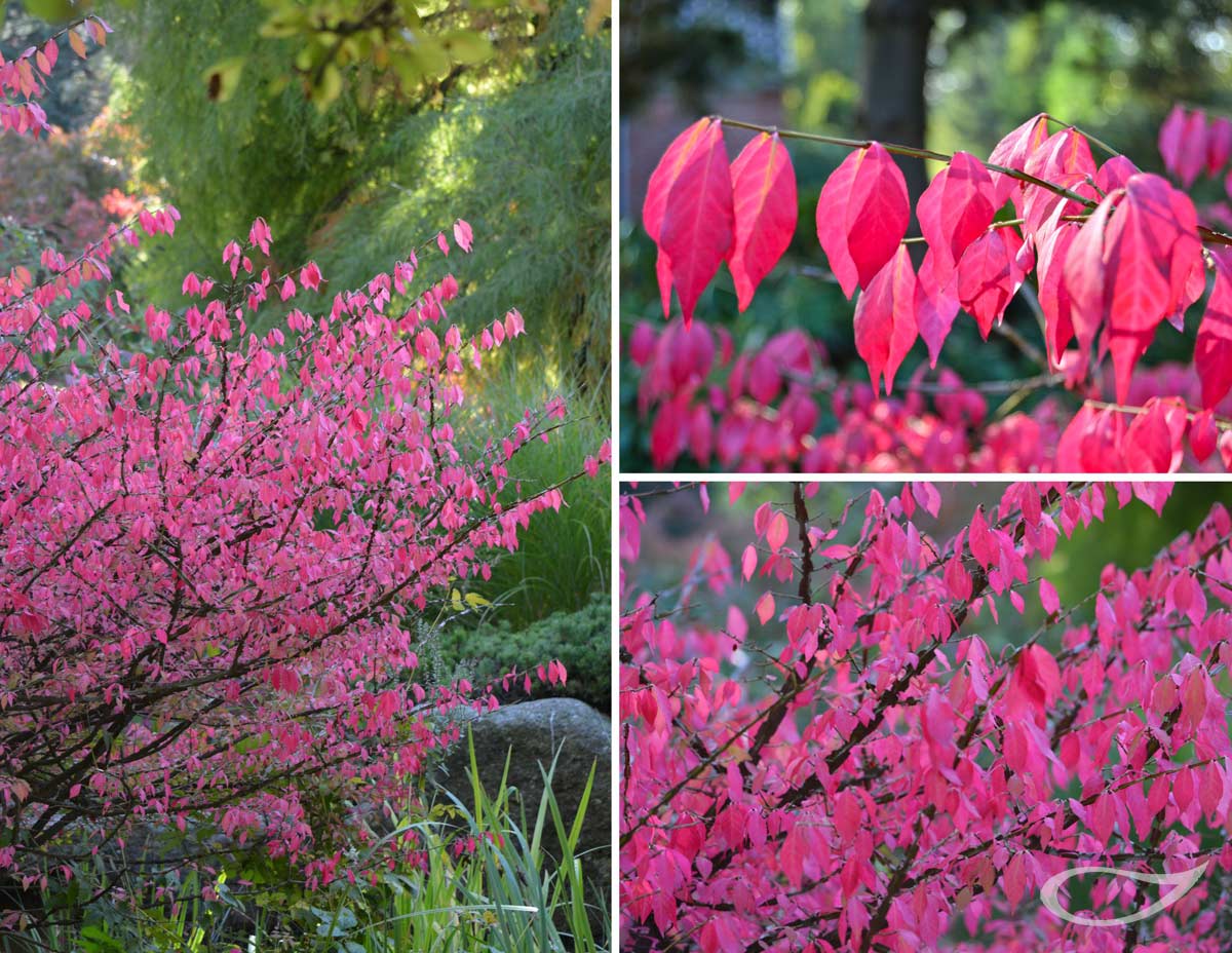 Euonymus alatus Herbstfärber Herbstfärbung