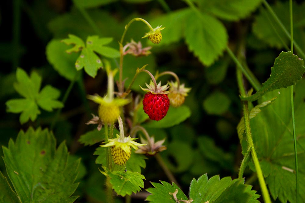 Fragaria vesca Walderbeere