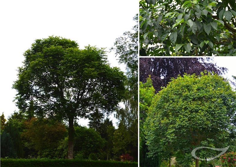 Fraxinus ornus Mecsek Kugelförmige Blumen-Esche