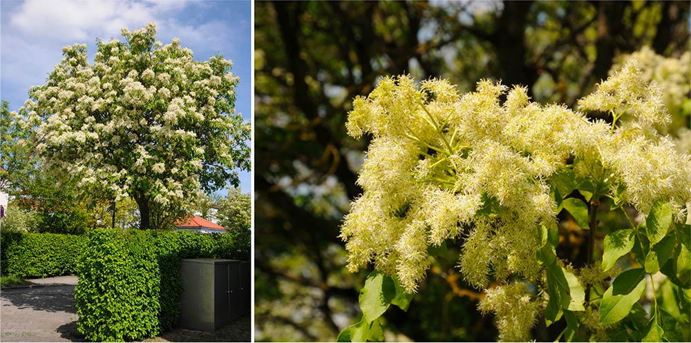 Fraxinus ornus Meksec Blüte Kugelförmige Blumen-Esche