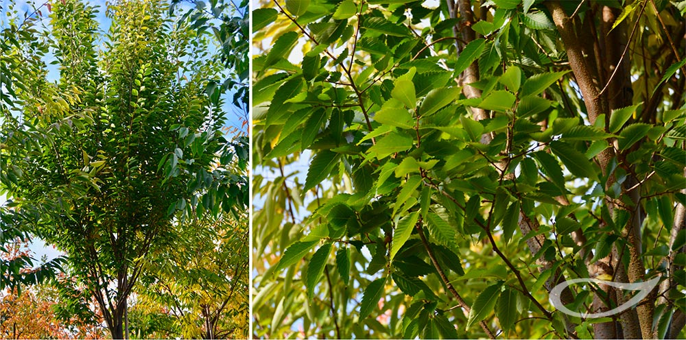 Zelkova serrata Green Vase (Freiland)