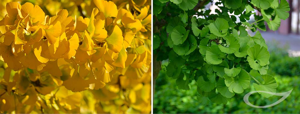 Ginkgo biloba Mariken Kugel-Ginkgobaum