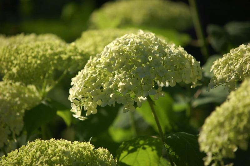 Hortensien Hydrangea arborescens Annabelle vergrünend