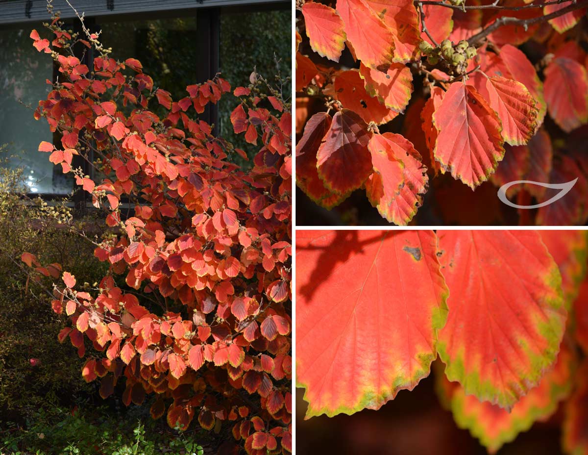 Hamamelis vernalis Sandra Herbstfärber Herbstfärbung