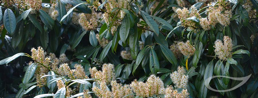 Böse Gartenpflanzen: Kirschlorbeer