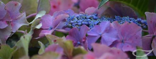 header-hydrangea-tellerform