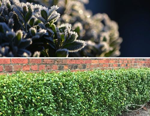 Hecke Buxus sempervirens var. arborescens Buchsbaumhecke