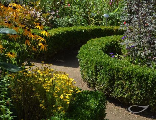 Hecke Buxus sempervirens var. arborescens Buchsbaumhecke