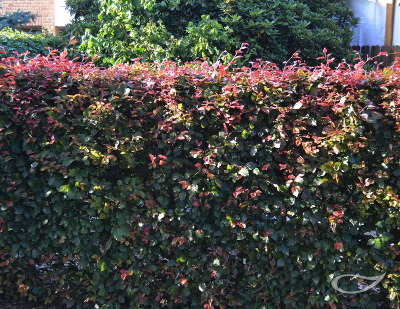 Hecke Fagus sylvatica f. purpurea Blut-Buche