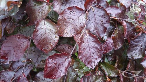 Blatt Fagus sylvatica f. purpurea