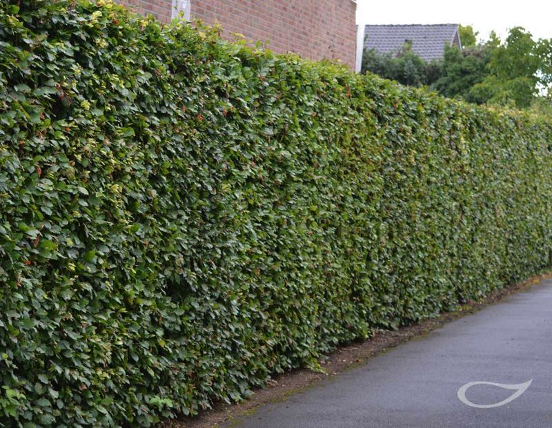 Hecke Fagus sylvatica Rot-Buche