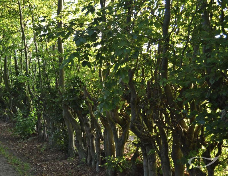 Hecke Fagus sylvatica durchgewachsen