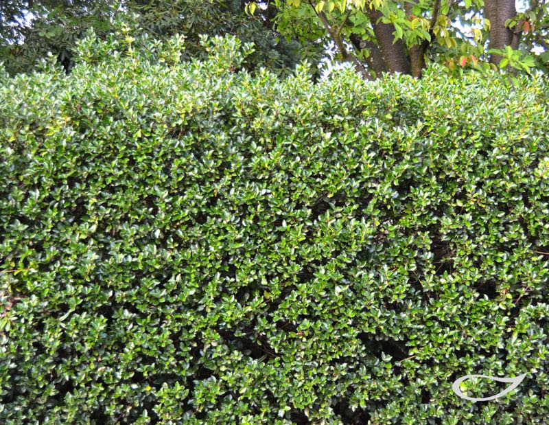 Hecke Ilex meserveae Ilex Stechpalme