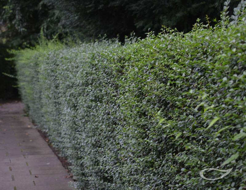 Hecke Ligustrum vulgare Liguster