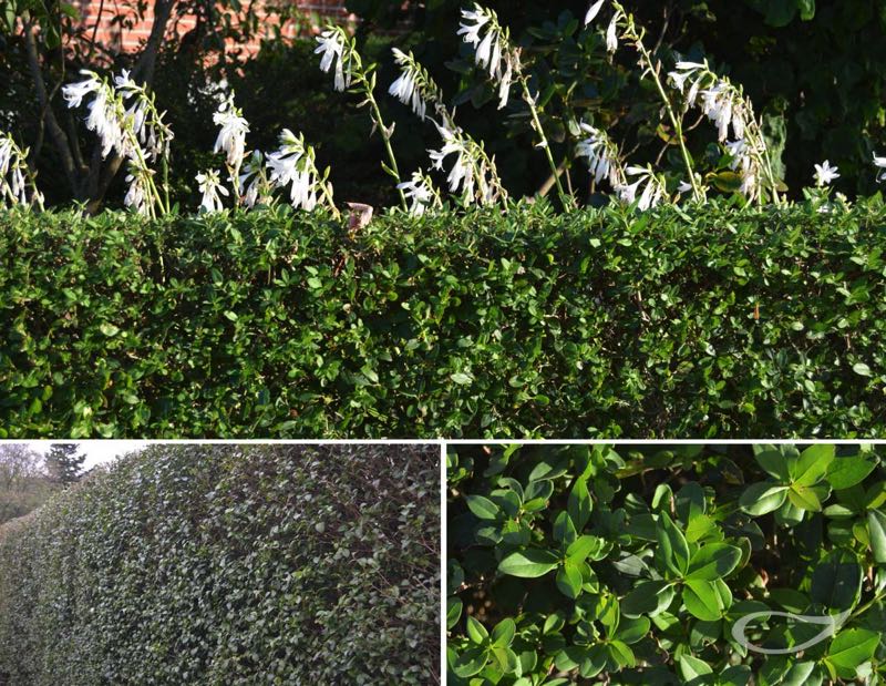 Hecke Ligustrum vulgare Liguster