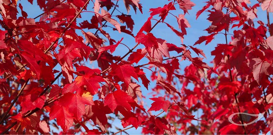 Herbstfärbung Herbstfärber