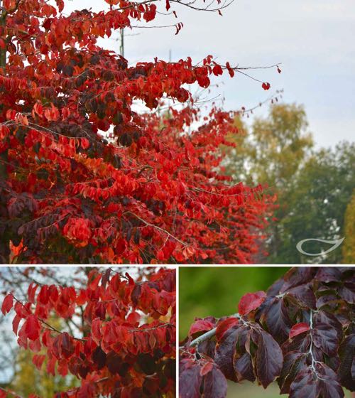 Parrotia persica Herbstfärbung 