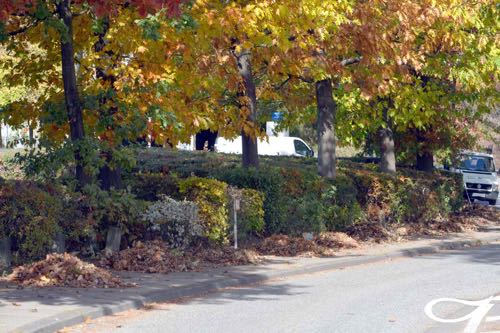 Herbstlaub Herbstlaubbeseitigung