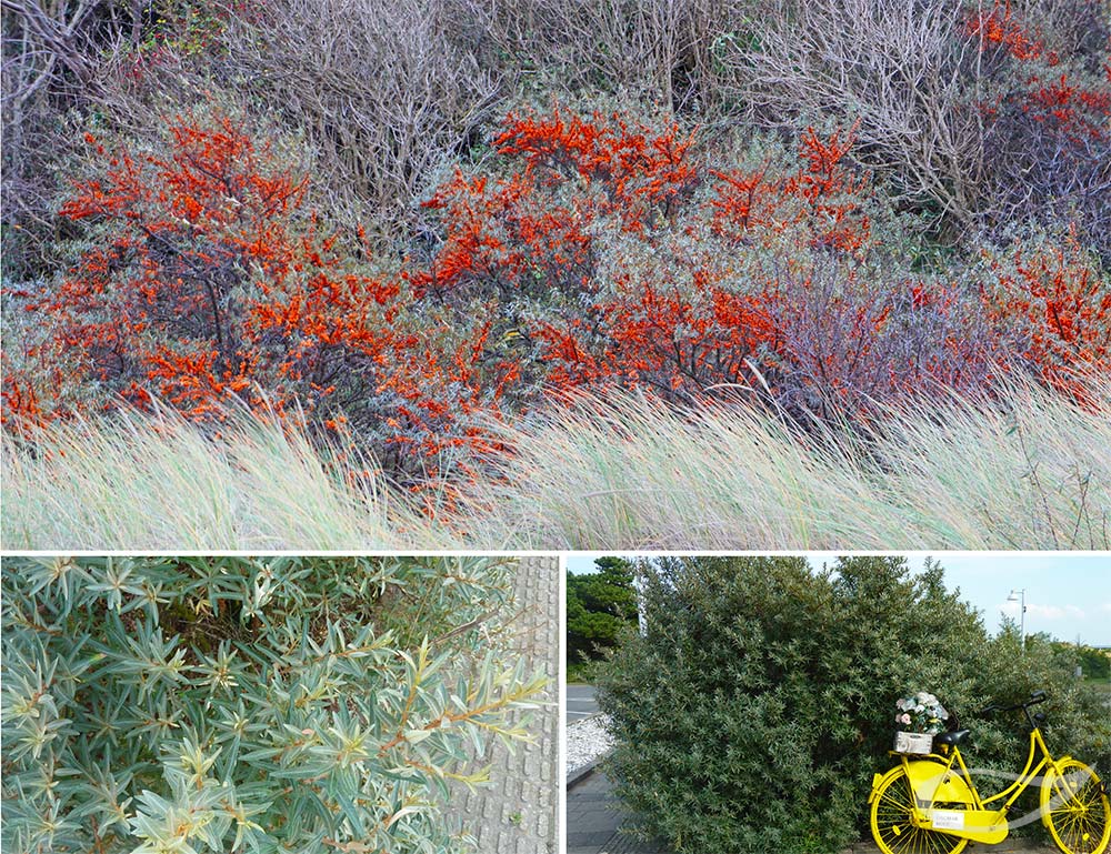 Sanddorn Hippophae rhamniodes Winterbild, Laub