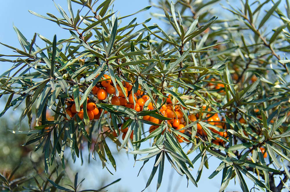 Sanddorn Hippophae rhamnoides Zweig mit Früchten