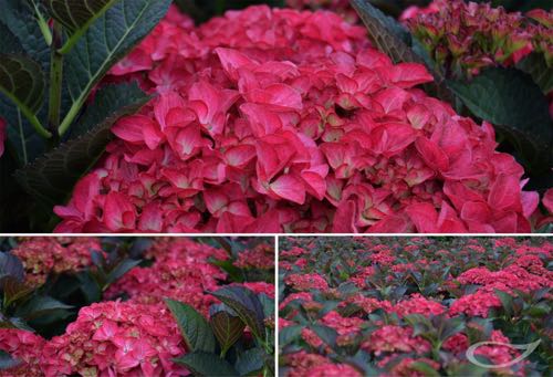 Ballhortensie Hydrangea macrophylla Angel Red