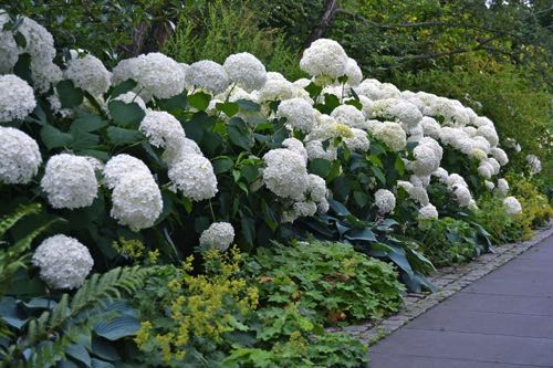 Hortensien Hydrangea arborescens Annabelle Verwendnung