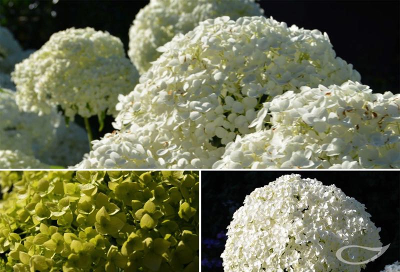 Hydrangea arborescens Annabelle