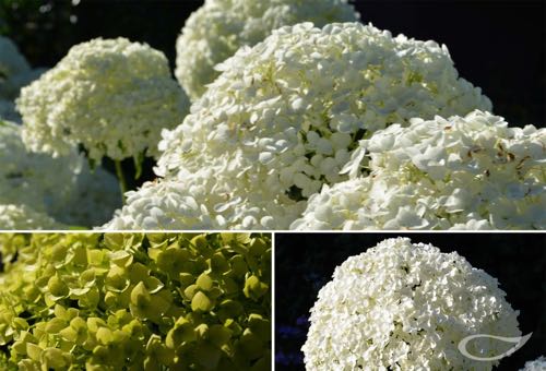 Hydrangea arborescens Annabelle