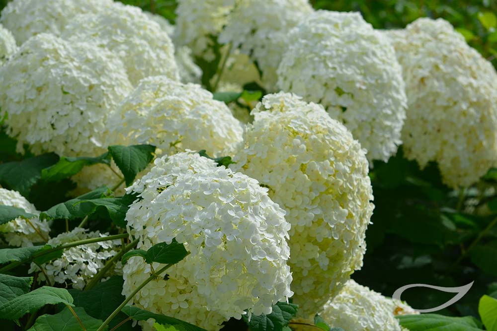 Hydrangea arborescens Annabelle Blütenbälle