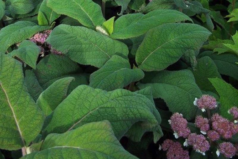 Hydrangea aspera Macrophylla Blatt