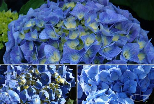 Ballhortensie Hydrangea macrophylla Bela