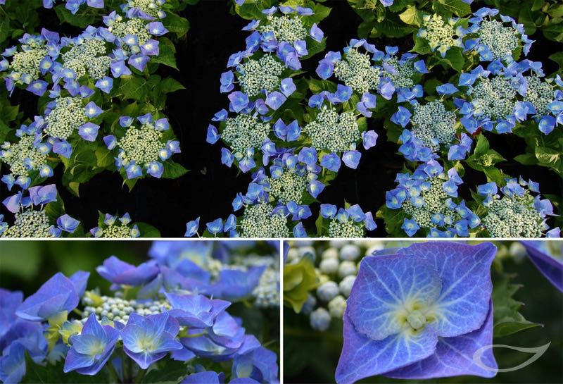 Tellerhortensie Hydrangea macrophylla Blaumeise