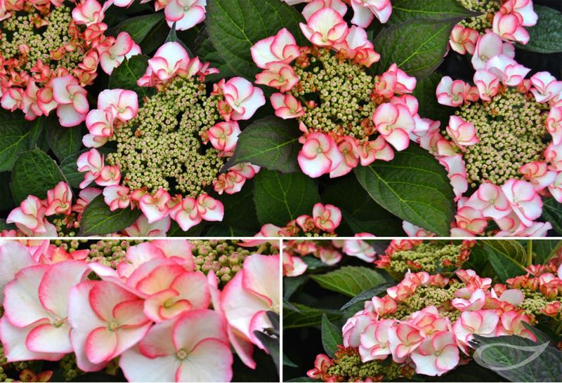 Tellerhortensie Hydrangea macrophylla Charm