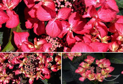 Tellerhortensie Hydrangea macrophylla Dark Angel Red