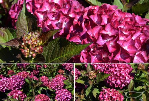 Ballhortensie Hydrangea macrophylla Dark_Angel