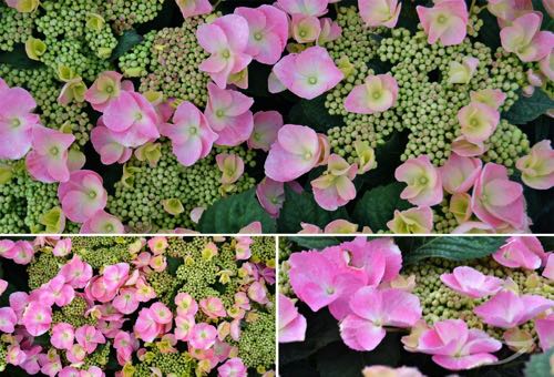 Tellerhortenie Hydrangea macrophylla Frisbee Pink