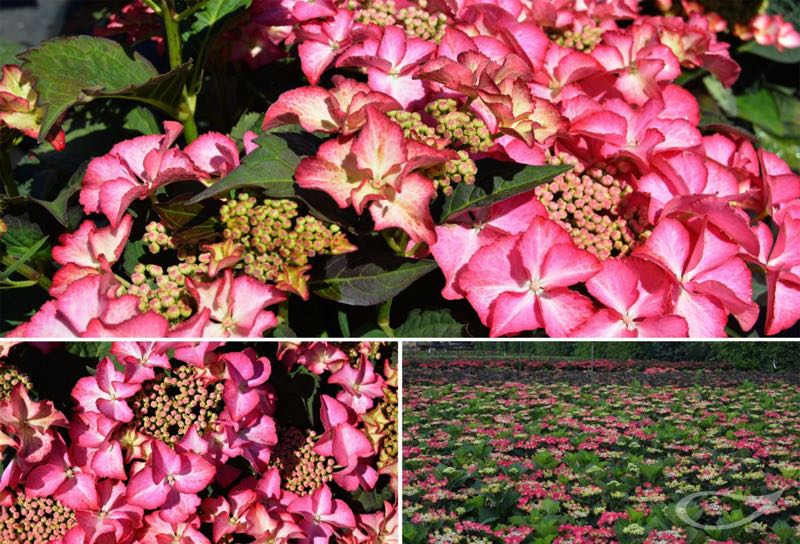 Tellerhortensie Hydrangea macrophylla Kardinal