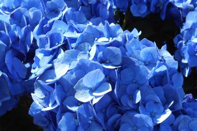 Hydrangea macrophylla mit unnatürlicher Blaufärbung