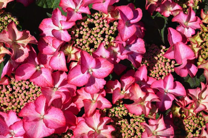 Hydrangea macrophylla Kardinal