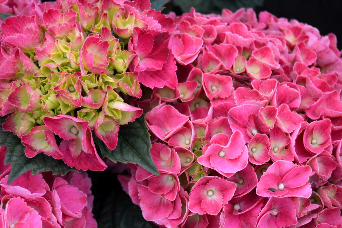 Hydrangea macrophylla Leuchtfeuer