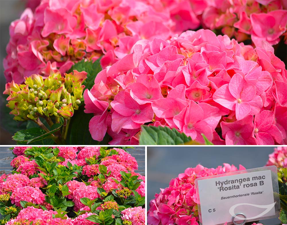 Hydrangea macrophylla Rosita Ballhortensie