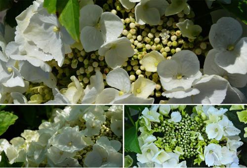 Tellerhortensie Hydrangea macrophylla Mistral