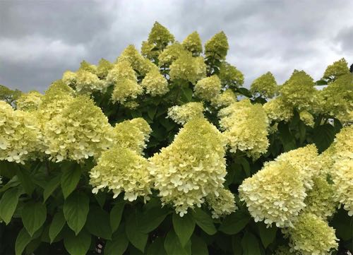 Hydrangea paniculata Limelight